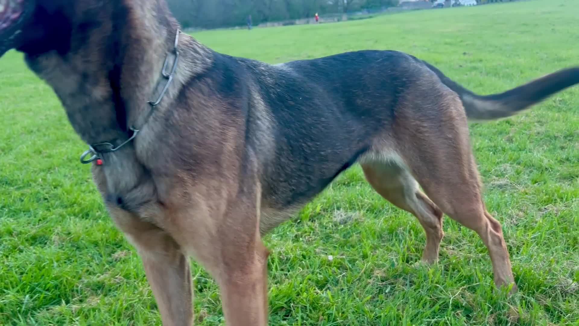 Mixed Breed dogs for sale: Security Dog for Sale  - Video 2