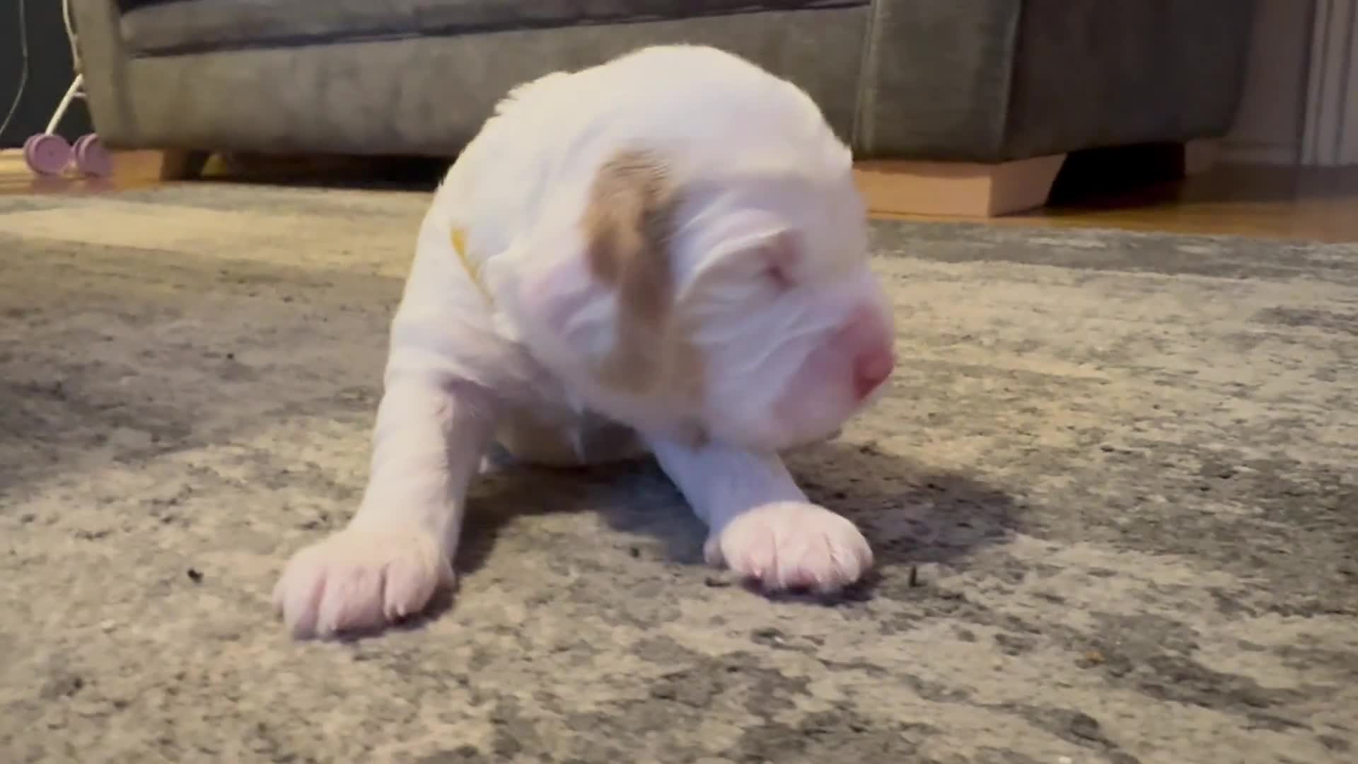 Cockapoo dogs for sale: Gorgeous F2B Cockapoo puppies  - Video 3