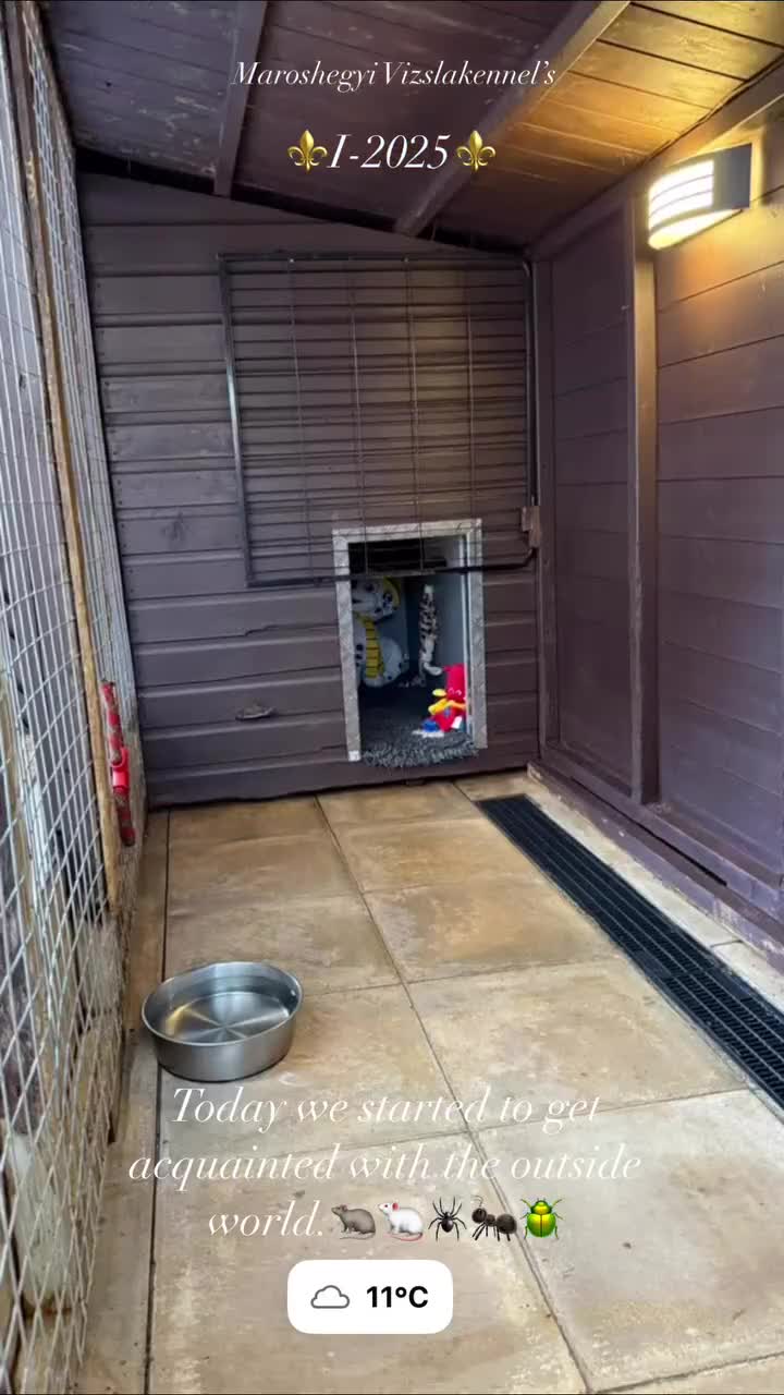 Hungarian Vizsla dogs for sale:   ⚜️Hungarian Vizsla puppies⚜️ - Video 1