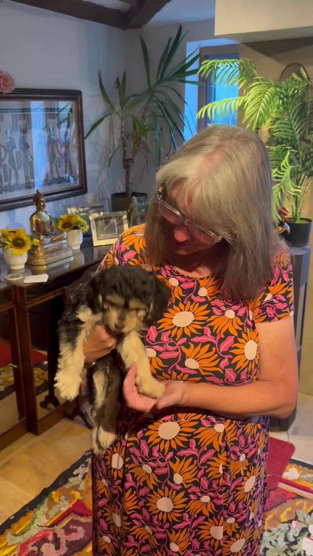 Mixed Breed dogs for sale: Rare Absolutely Stunning Phantom Cavapoo - Video 1