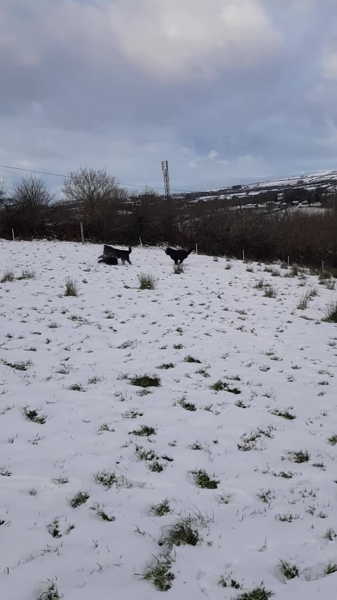 Russian Black Terrier dogs for sale: Black Russian Terrier searching for her forever - Video 1