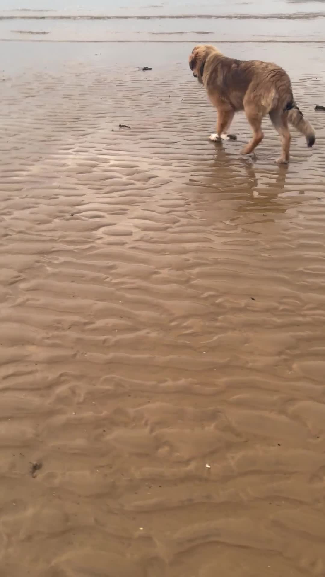 Caucasian Shepherd Dog dogs for sale: Bruce 3/4Ovcharka (Caucasian Shepherd)1/4StBernard - Video 4