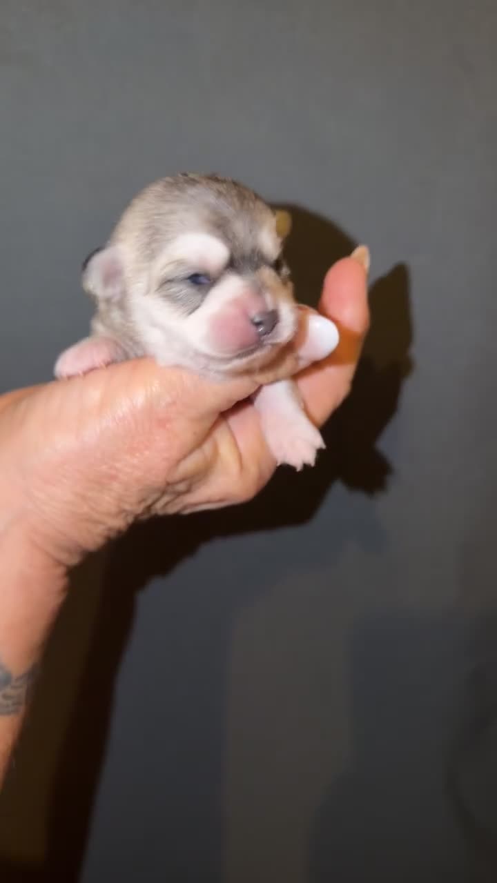 Chihuahua dogs for sale: 🌺Chihuahua puppies 🌺 - Video 4