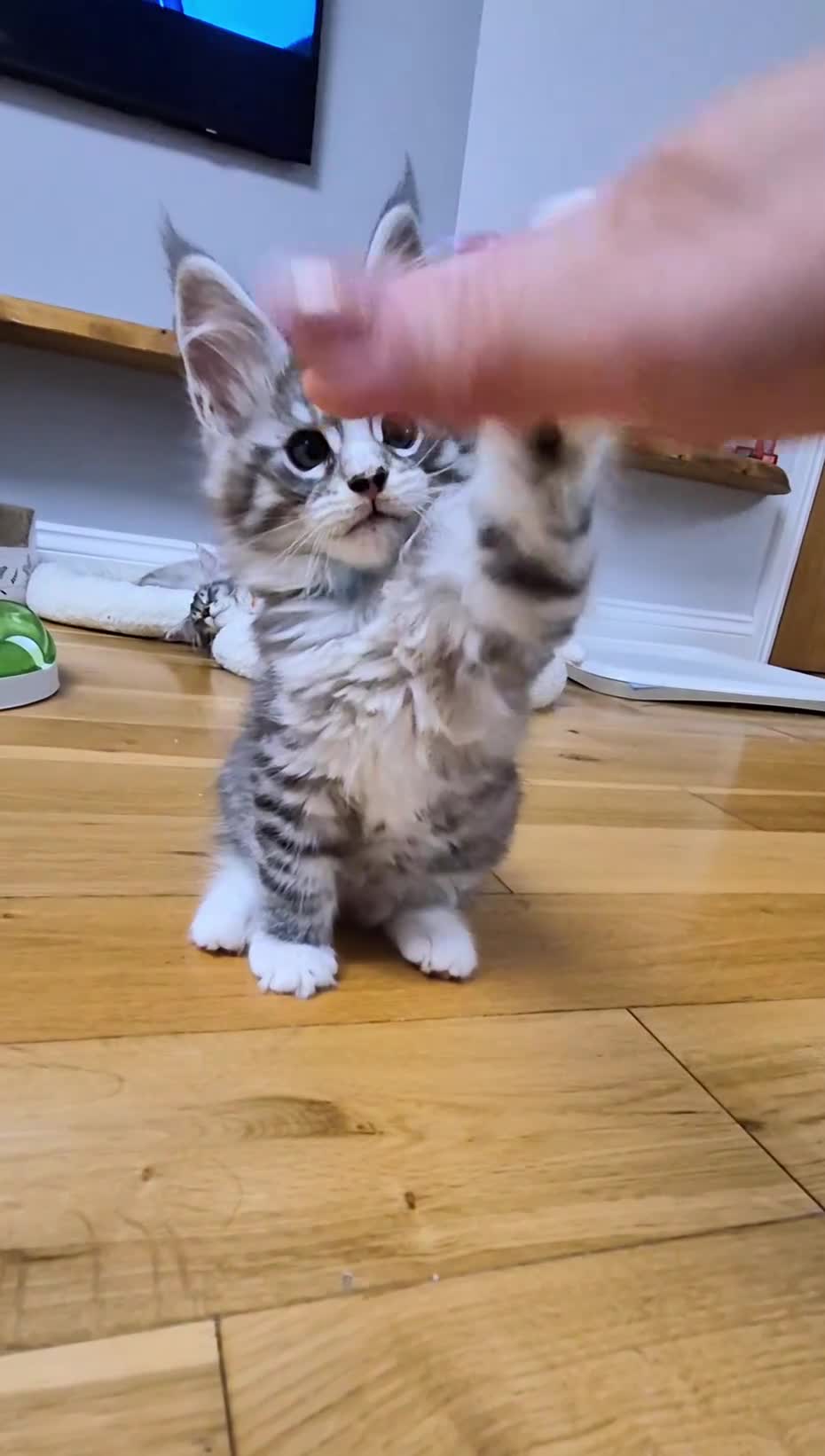 Maine Coon cats for sale: GCCF Pedigree Maine Coon Shaded Kittens - Video 3