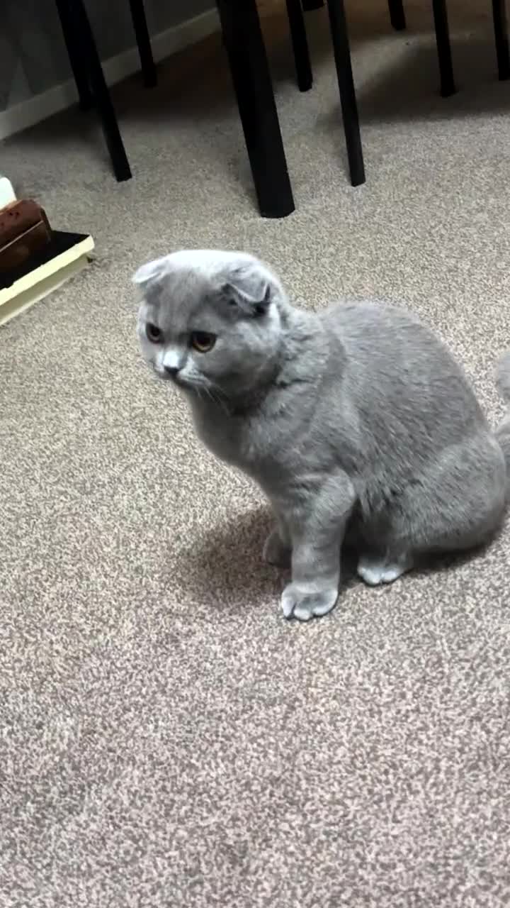 Scottish Fold cats for sale: Beautiful soft baby girl! - Video 3