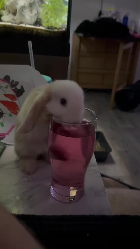Mini Lop rabbits for sale: Female baby mini lops for sale in Warrington - Video 3