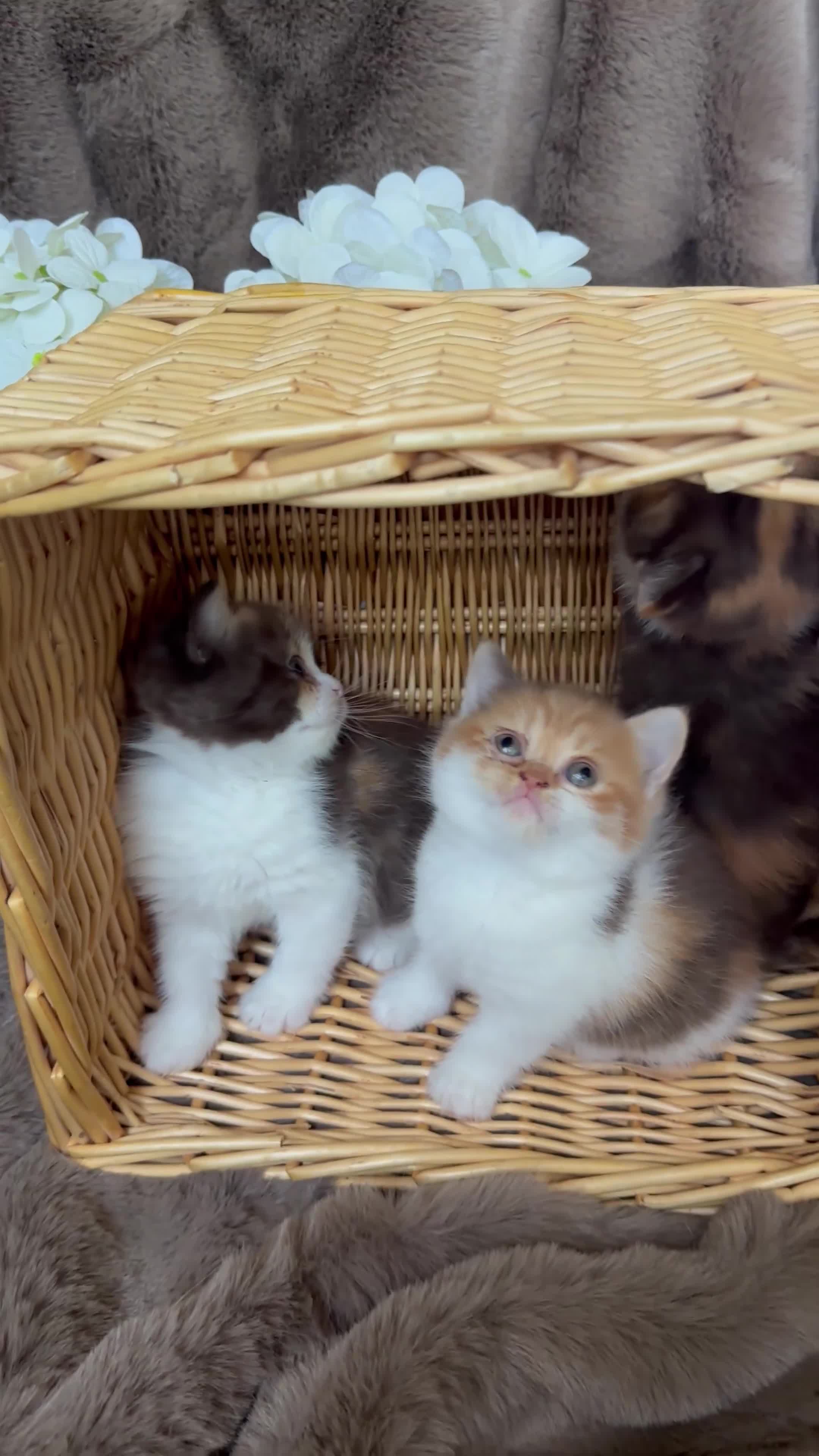British Shorthair cats for sale: Tica reg 🌈 10colours British shorthair kittens  - Video 4