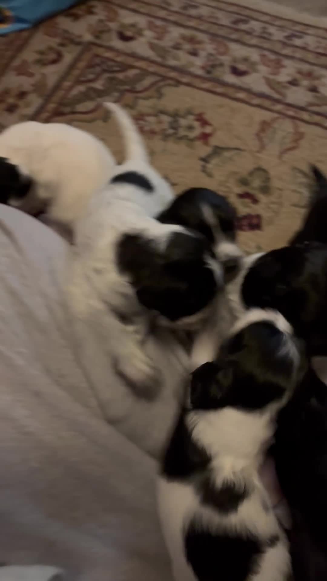 Mixed Breed dogs for sale: Spaniel Puppies For Sale - Video 1