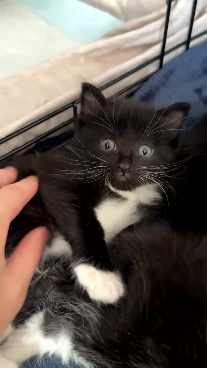 Mixed Breed cats for sale: Mixed breed black and white kittens - Video 2