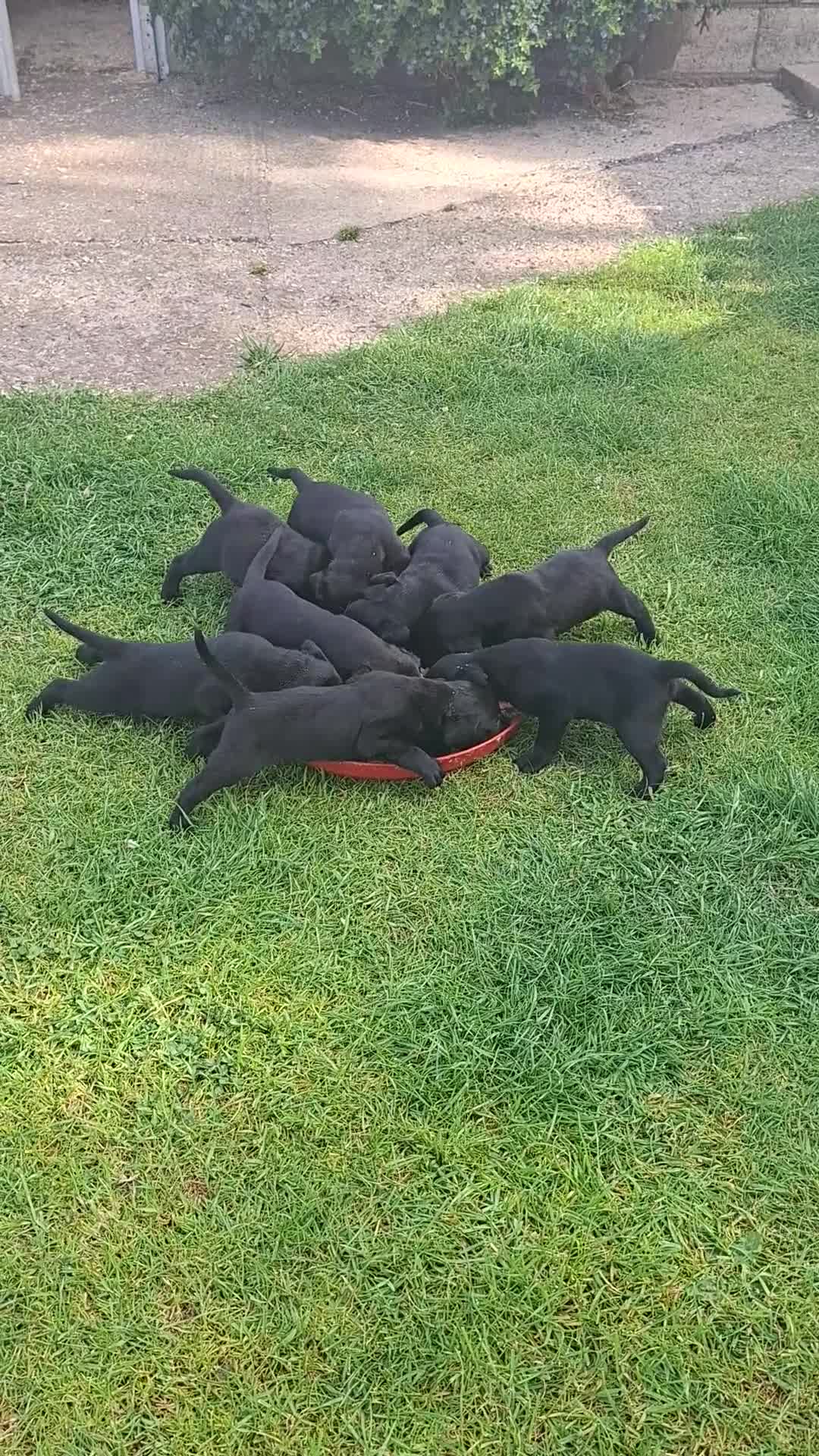 Labrador Retriever dogs for sale: KC Reg Labrador Puppy  dog Excellent Working Lines - Video 1