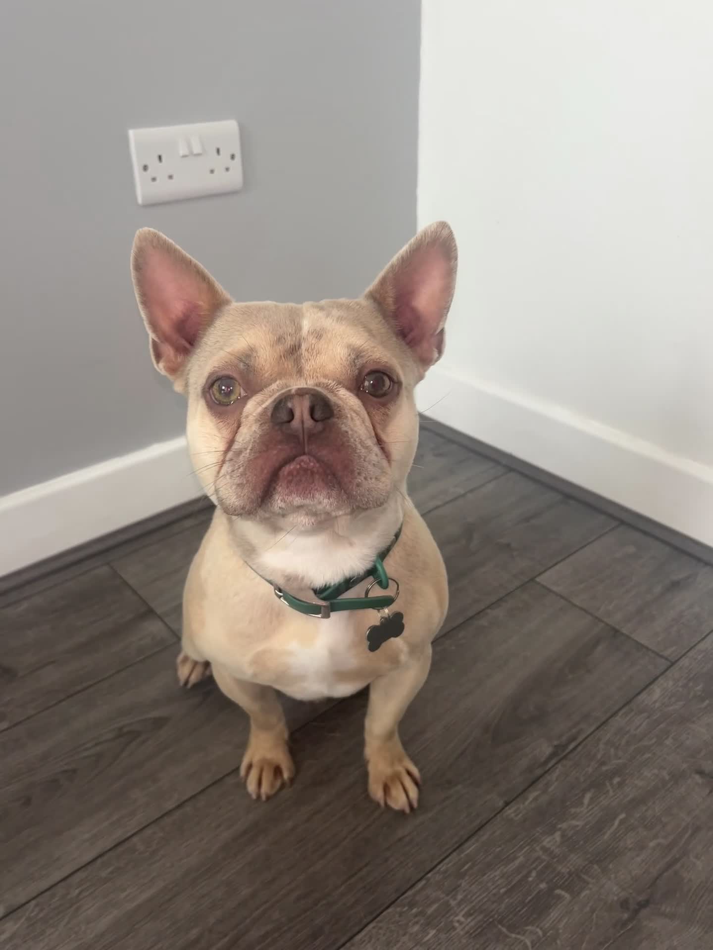 French Bulldog dogs for sale: Beau  - Video 1