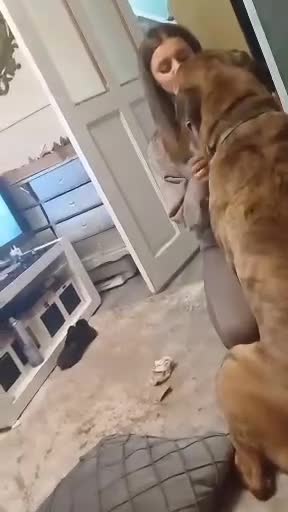 Presa Canario dogs for stud: Presa canario for studding in Sevenoaks - Video 1