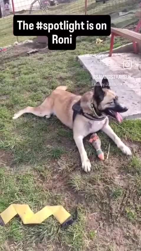 Mixed Breed dogs for adoption:  RONI  - Video 2