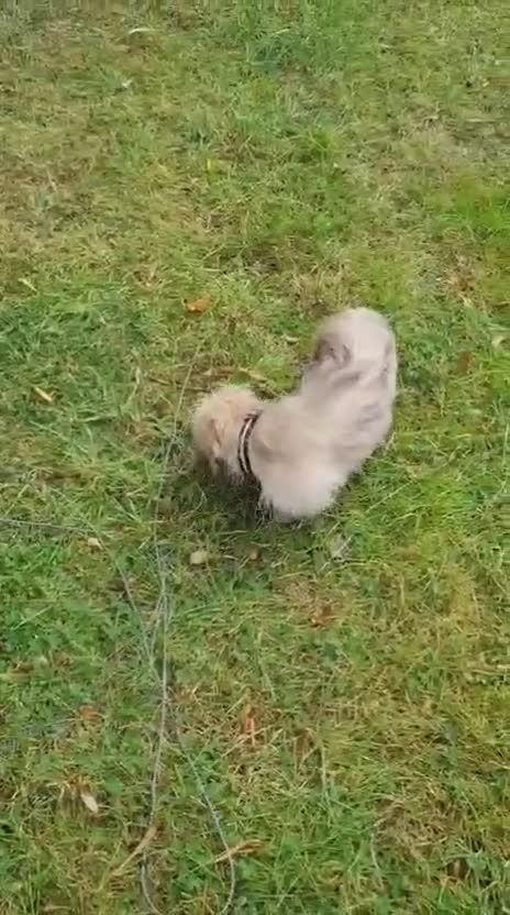 Shorkie dogs for sale: Shorkie pups ready now - Video 1