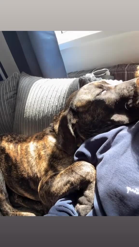 Presa Canario dogs for sale: Stunning presa canario  - Video 1