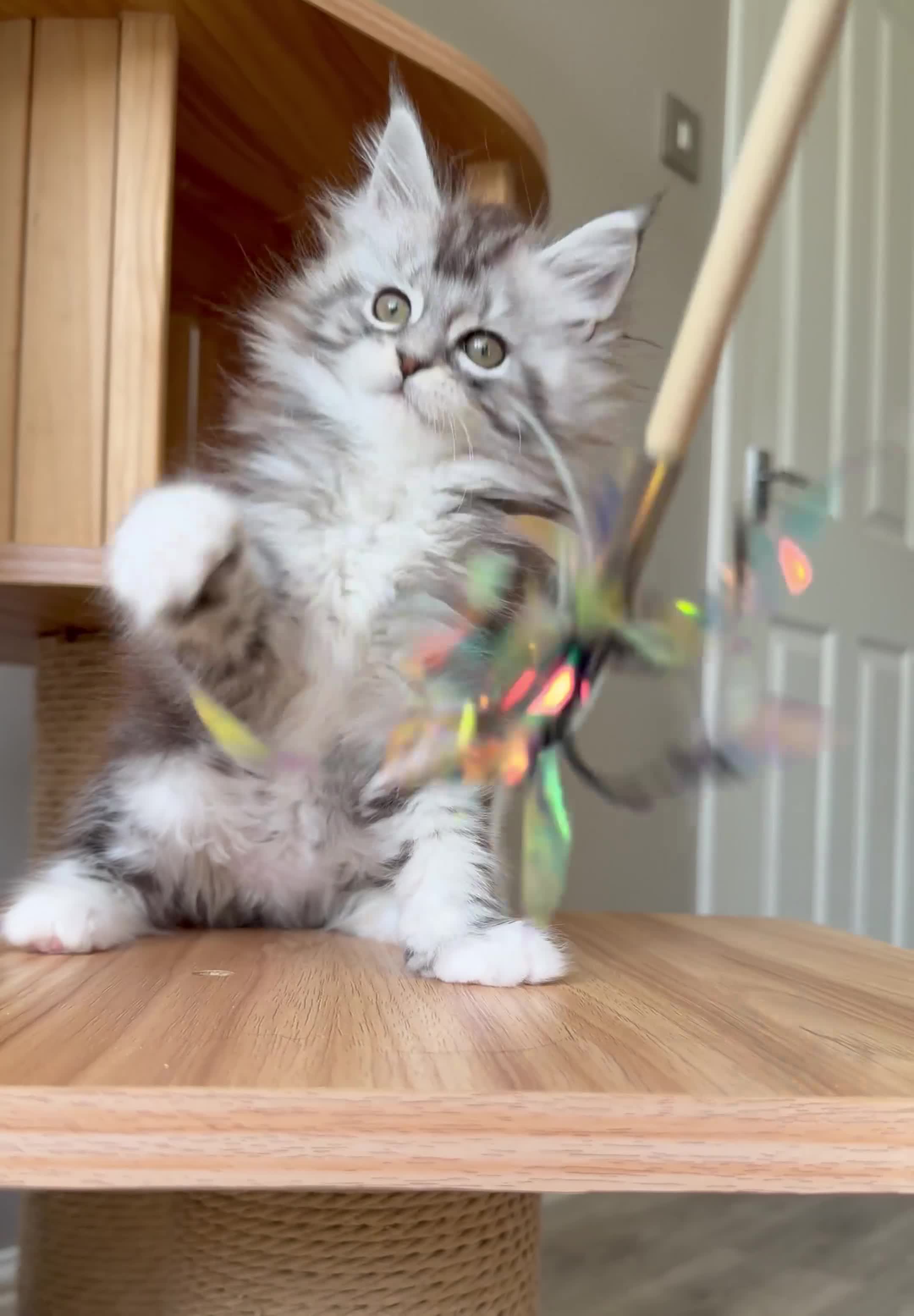 Maine Coon cats for sale: OUTSTANDING KITTENS! TICA Pedigree/Healthy/Vacc' - Video 5