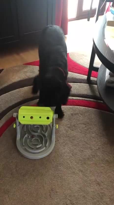 Mixed Breed dogs for adoption: Sweet Oscar Needs Love  - Video 1