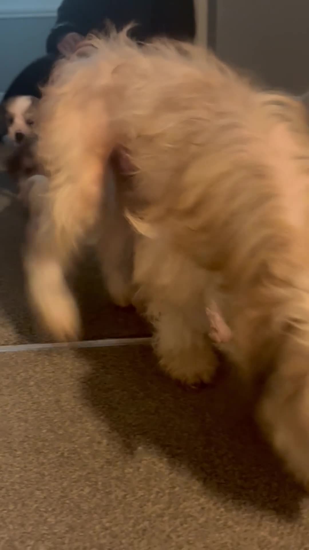 Chinese Crested dogs for sale: Hairless Chinese Cresteds  - Video 1
