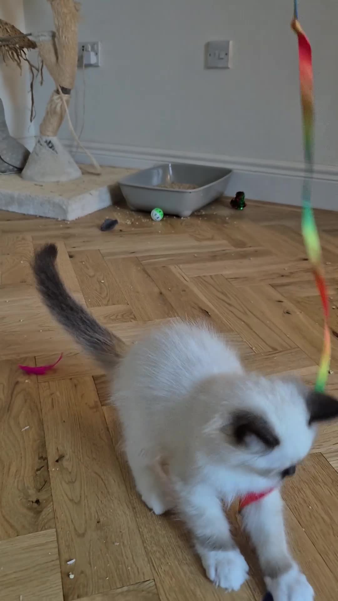 Ragdoll cats for sale: Adorable Loving blue mitted lynx - Video 3