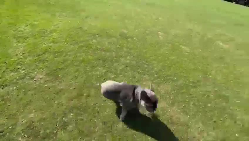 French Bulldog dogs for sale: French Bulldog -Female-Blue & Tan - Video 2