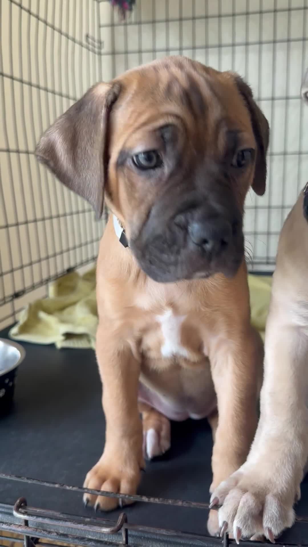 Cane Corso dogs for sale: Cane Corso X bandogge chunky puppy - Video 1