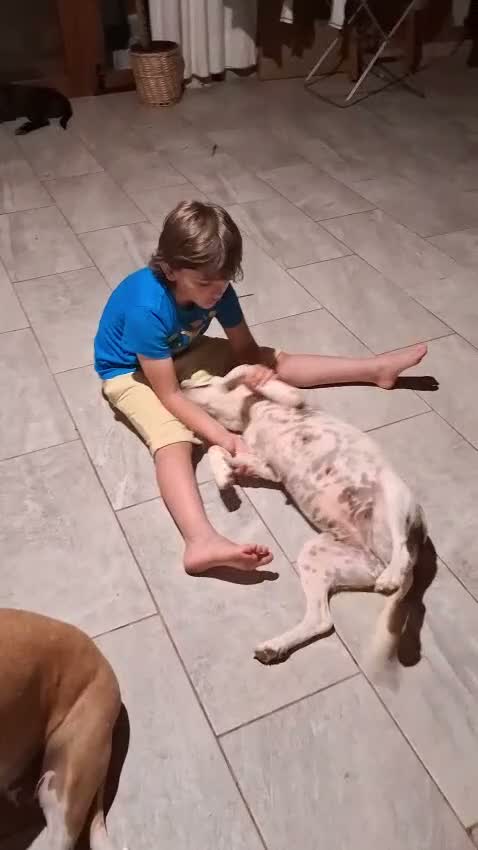Mixed Breed dogs for adoption: Bonnie the perfect Nanny dog 2 yr old pointer X in Henlow - Video 5