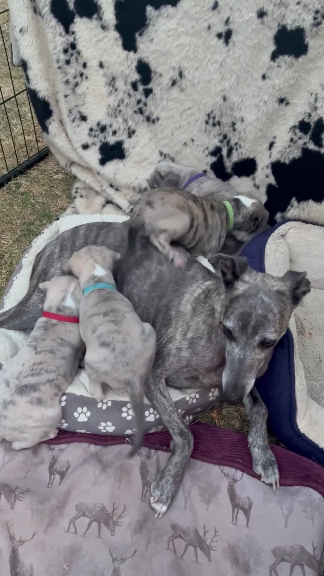 Whippet dogs for sale: Pedigree English Whippet Puppies  in Salisbury - Video 1