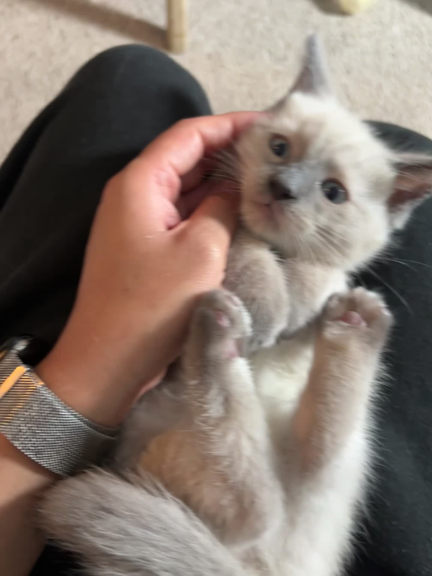Ragdoll cats for sale: Ragdoll x mink tonkinese kittens  - Video 1