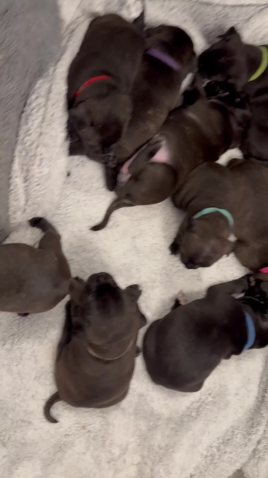 Staffordshire Bull Terrier dogs for sale: KC Staffordshire bull terrier puppies  - Video 1