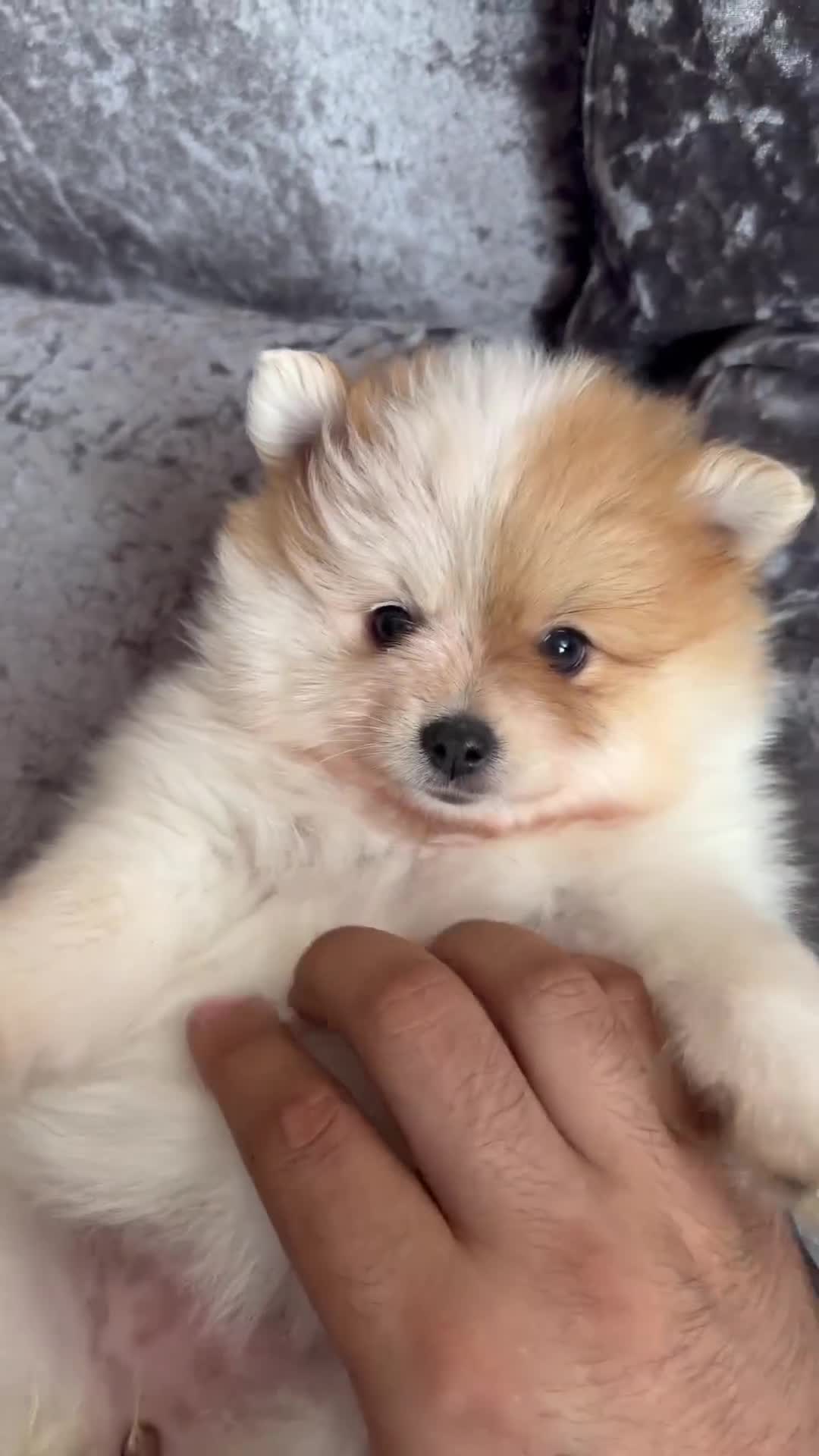 Pomeranian dogs for sale: READY TO LEAVE !! - Video 1