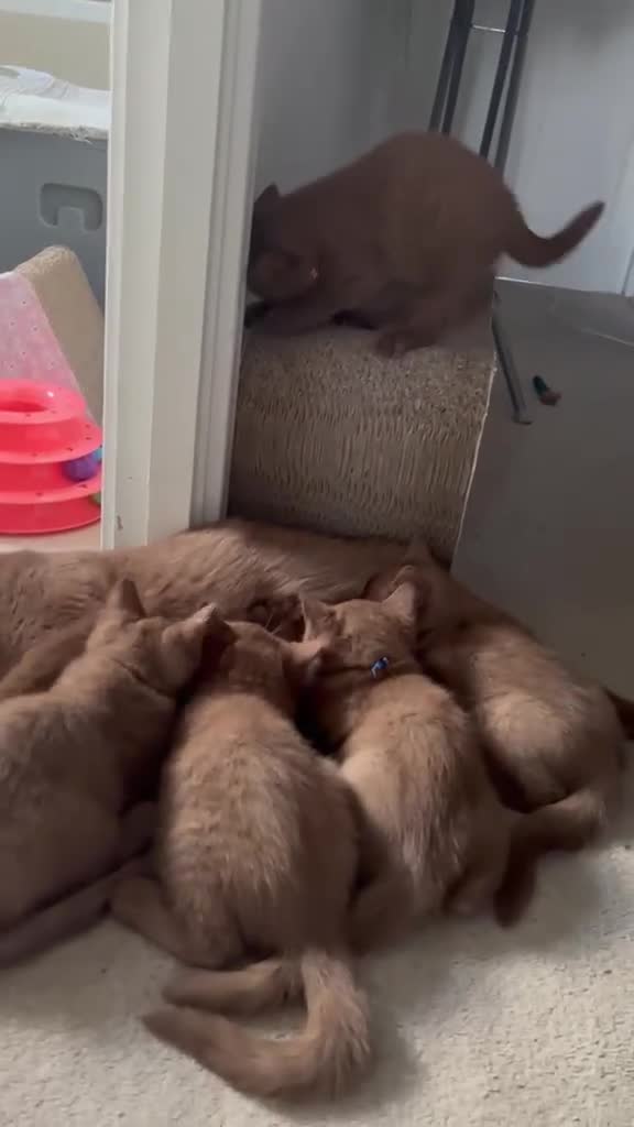 British Shorthair cats for sale: 5 Adorable Brown British Shorthair Kittens - Video 3