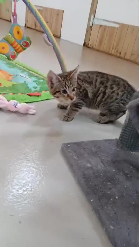 Savannah cats for sale: Two amazing Savannah boys - Video 2