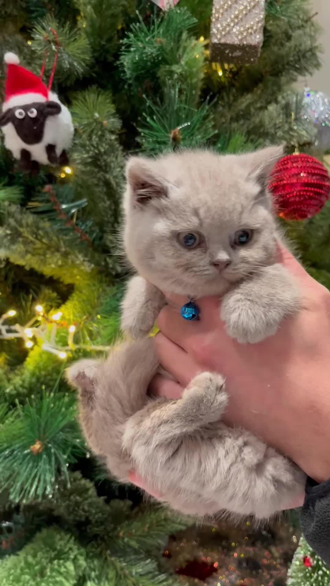 British Shorthair cats for sale: ⭐️ PURE BREED BRITISH SHORTHAIR KITTENS - Video 1