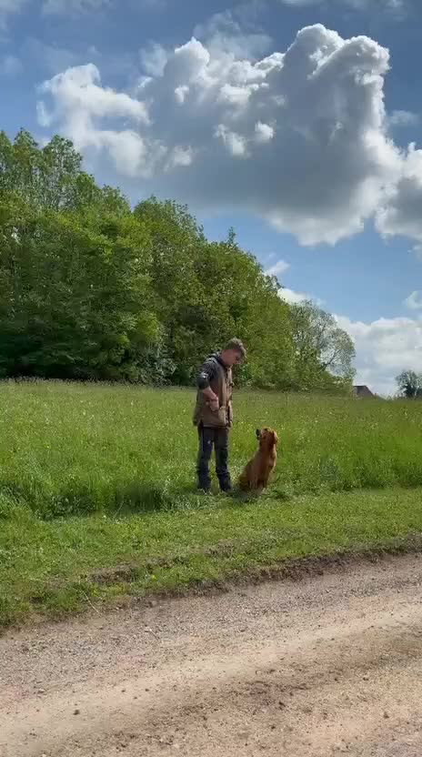 Golden Retriever dogs for stud: Compact, health tested stud dog. - Video 1