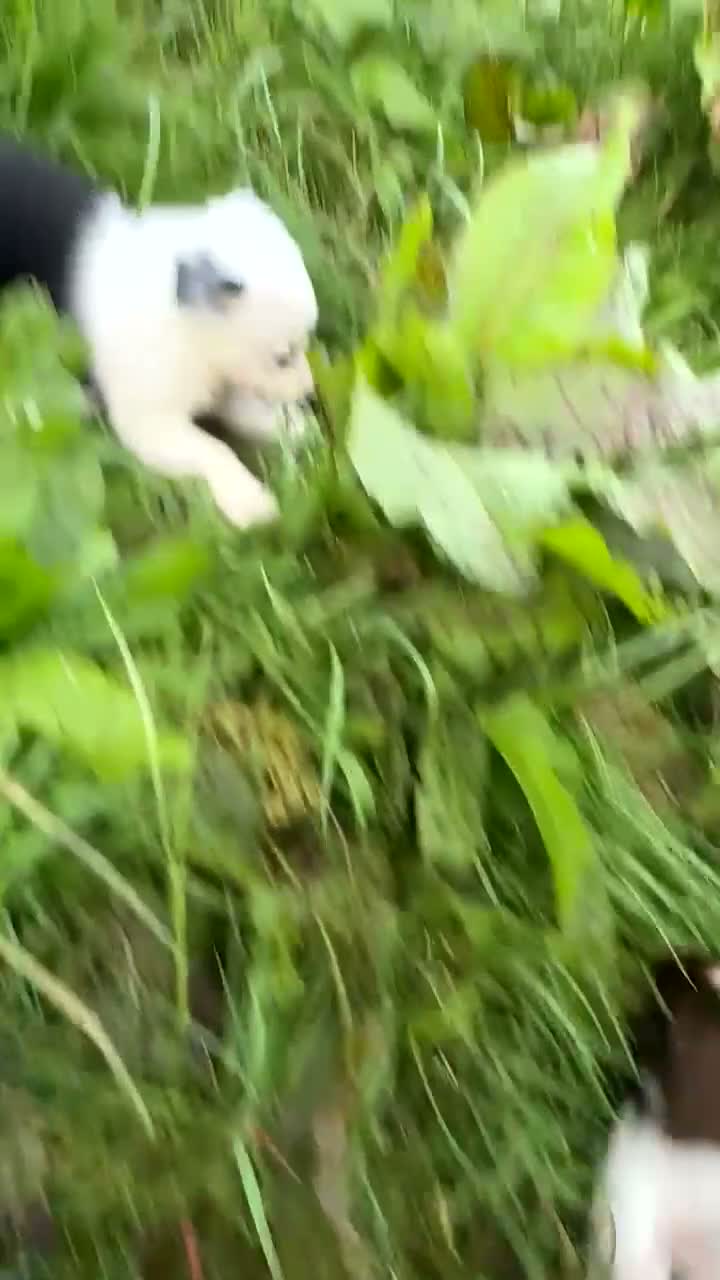 Border Collie dogs for sale: Border collie puppies  in Lanark - Video 2