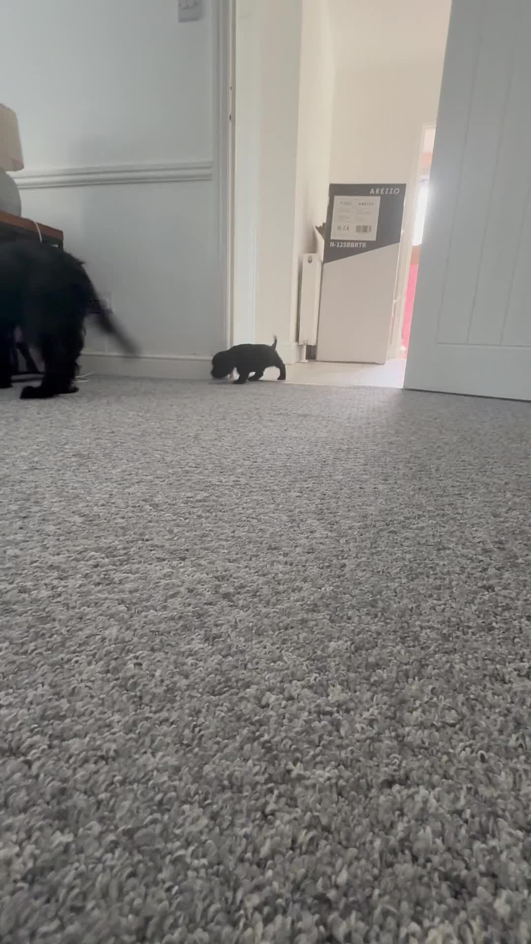 Cocker Spaniel dogs for sale: ****only 2 left****Stunning cocker puppies - Video 1