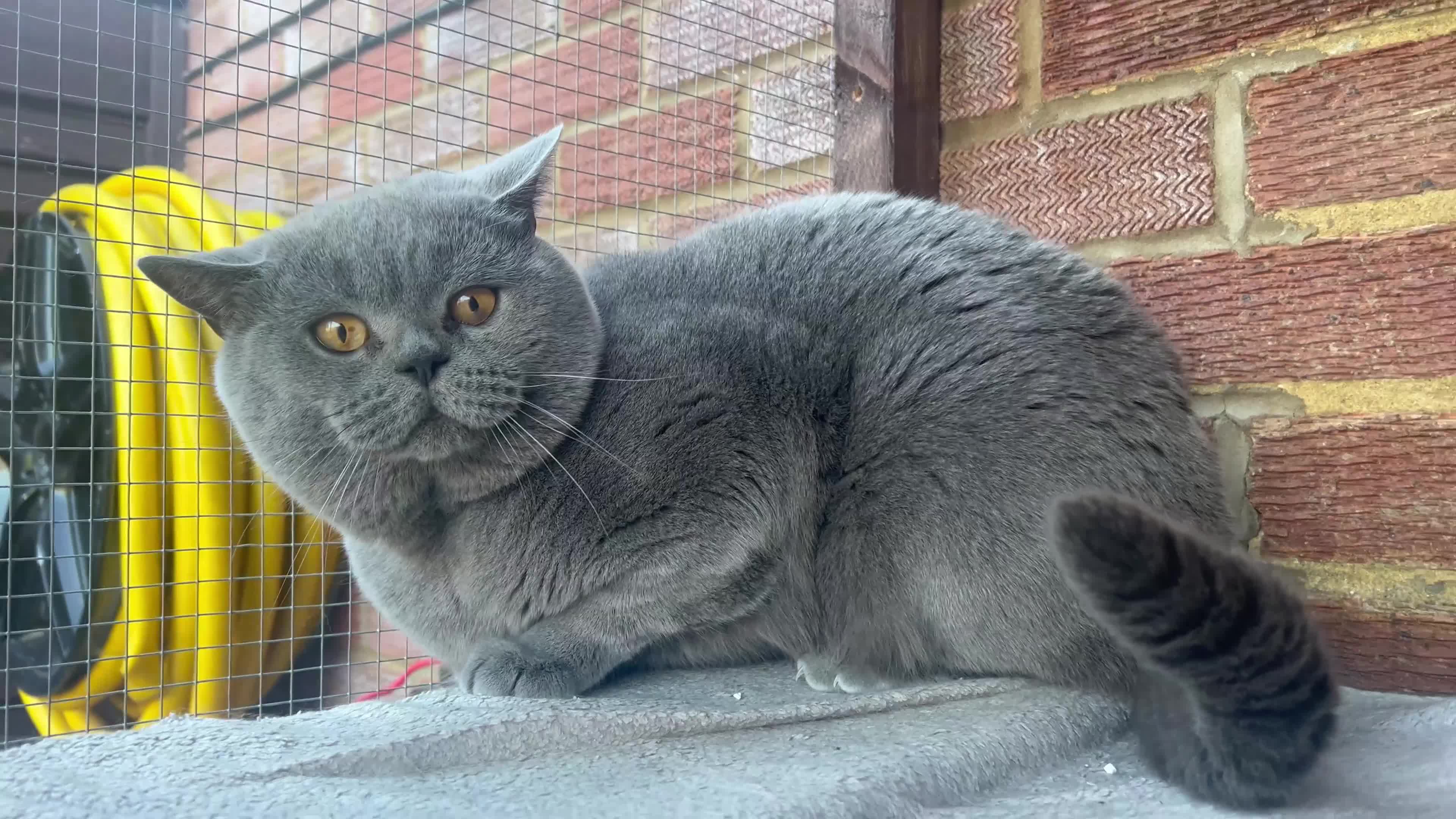 British Shorthair cats for sale: British Shorthair Boy  - Video 1