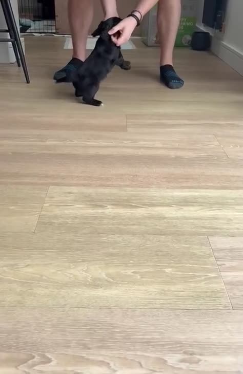 Cockapoo dogs for sale: Last 2 beautiful F1B Cockapoo’s 1 boy and 1 girl❤️ - Video 1