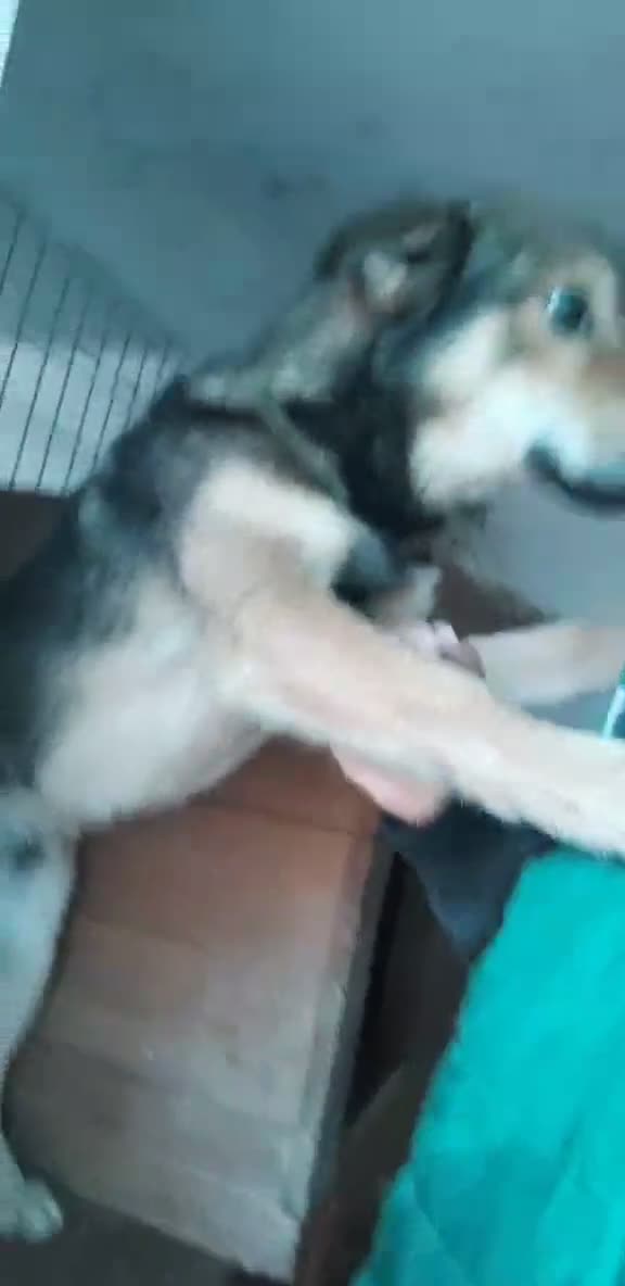 Mixed Breed dogs for adoption: 🐾 Meet Boaz. You’re going to love him 🤍🐾 - Video 1