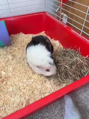 Mixed Breed rabbits for sale: Guinie pig  - Video 1