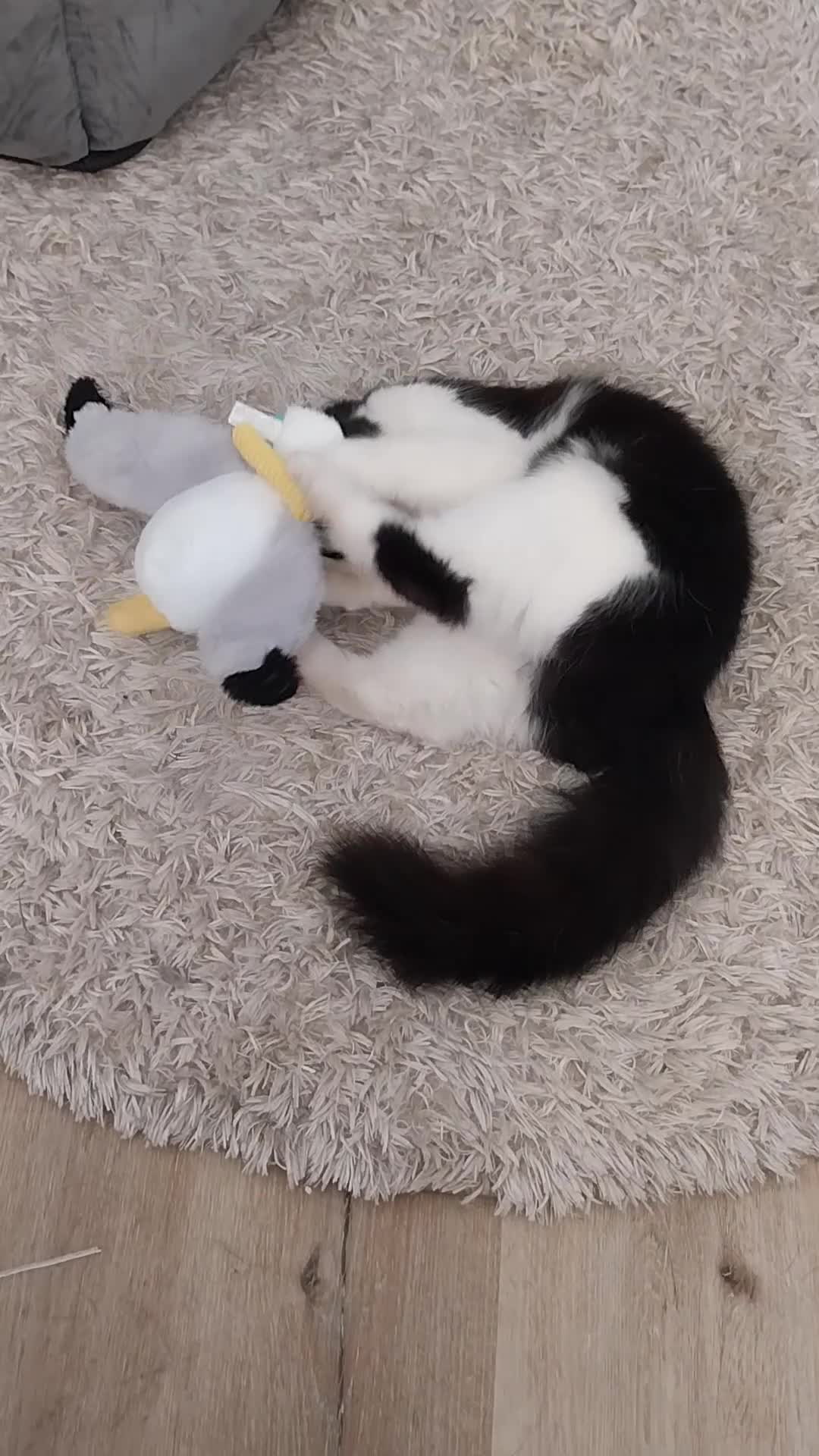 Mixed Breed cats for sale: Billie - Video 1