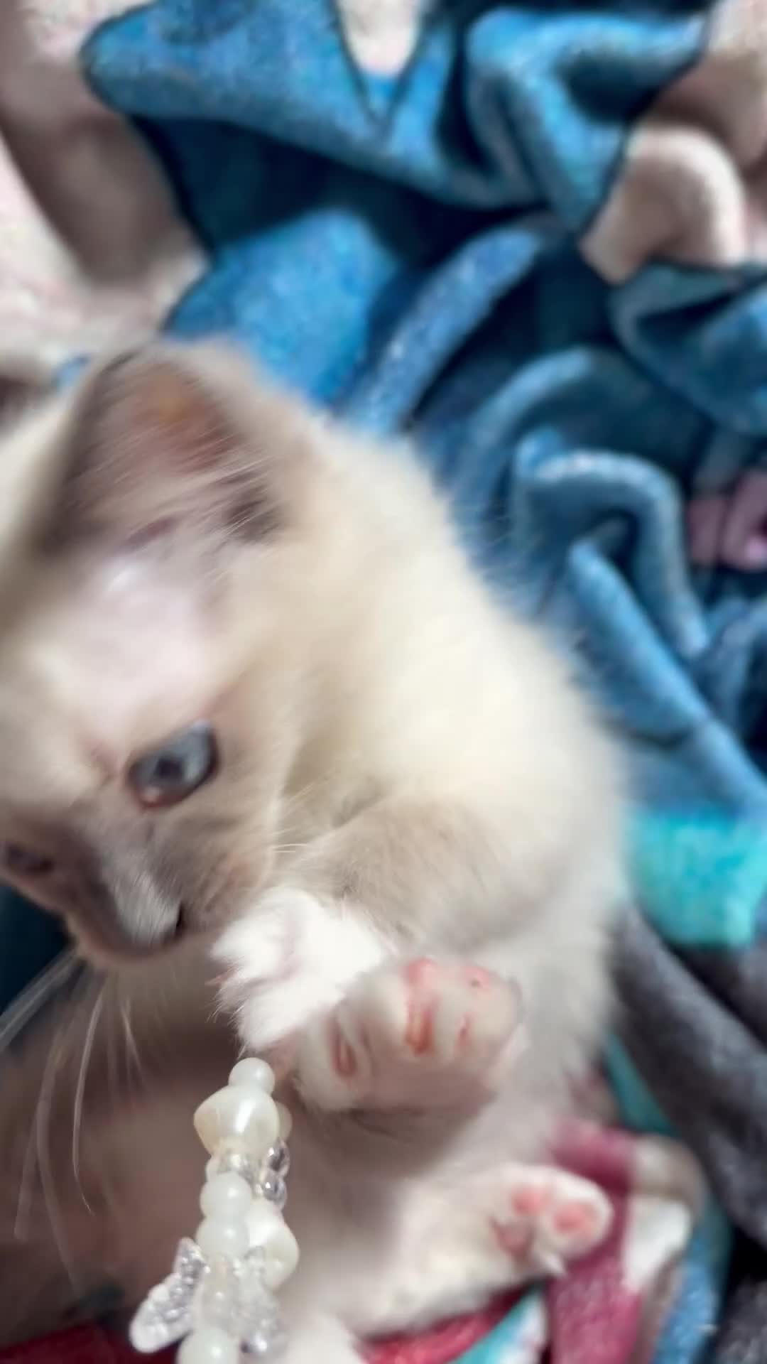 Ragdoll cats for sale: Blue pointed Ragdoll kittens ready now - Video 1