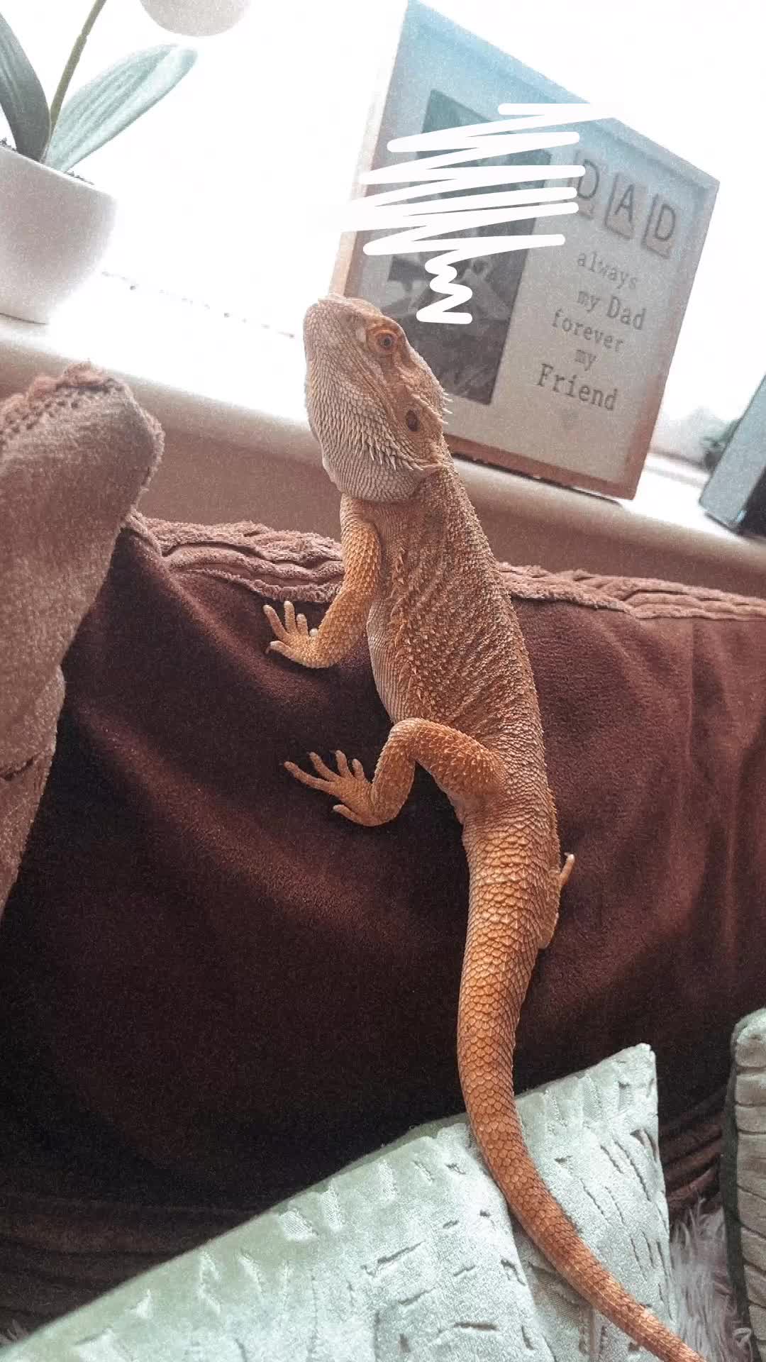 Bearded Dragon reptiles for sale: Male Bearded Dragon & Full Set Up - Video 1