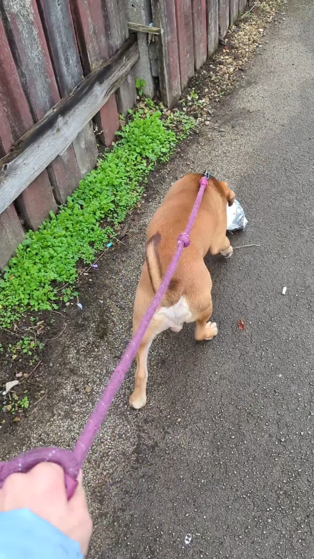 Mixed Breed dogs for sale: Medium size dog  - Video 3