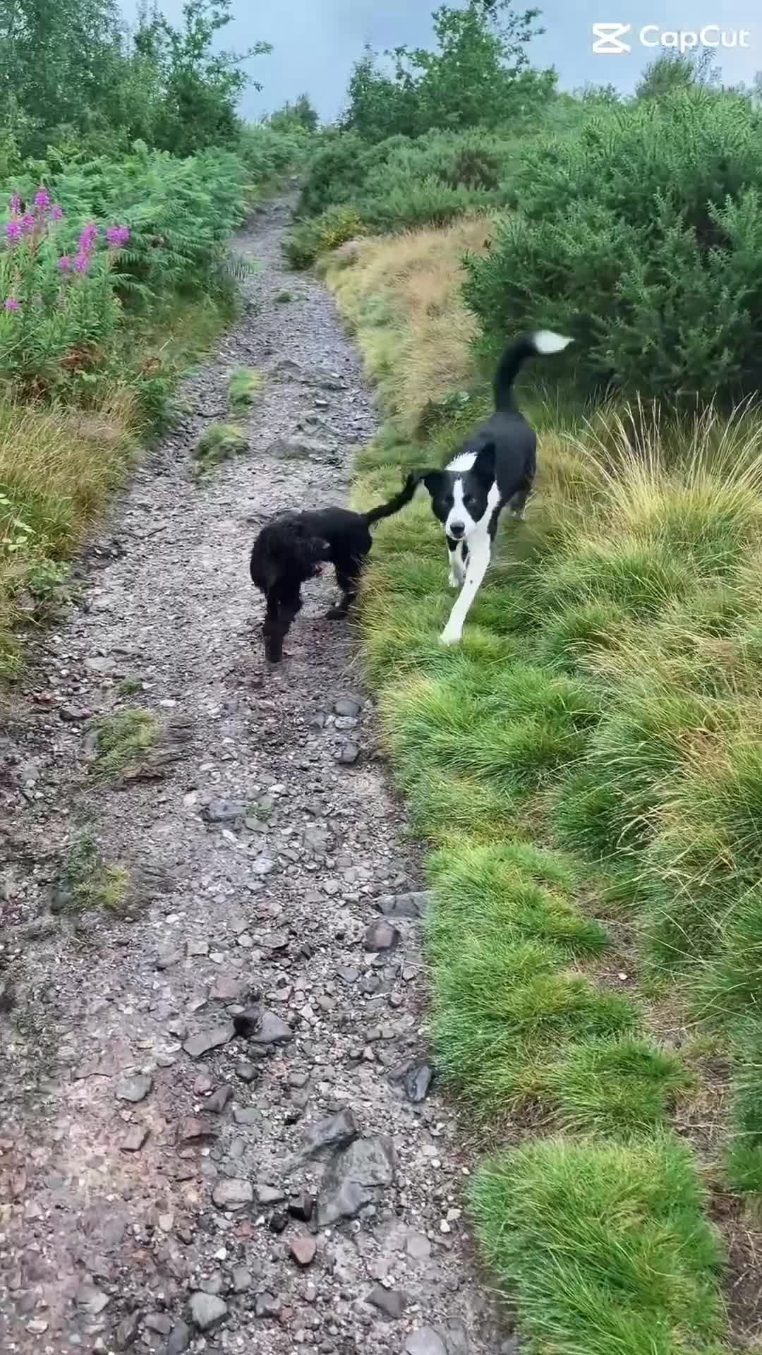Border Collie dogs for sale: Handsome and friendly 1½-year-old Border Collie  - Video 1