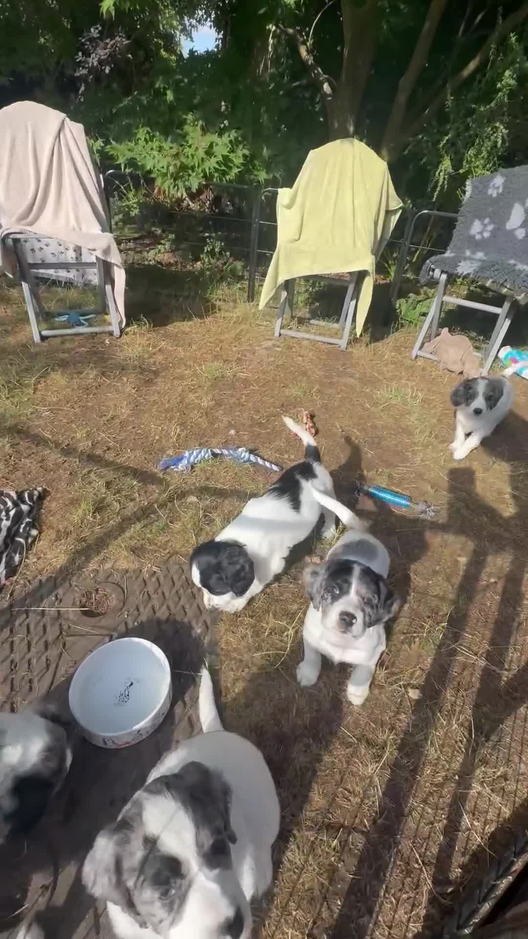 Cocker Spaniel dogs for sale: *Ready Now* Chunky Healthy Working Cocker Spaniels - Video 4