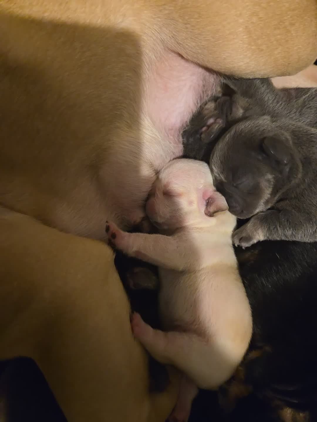 French Bulldog dogs for sale: Litter of french bulldog puppies - Video 1