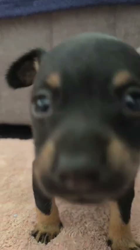 Russian Toy Terrier dogs for sale: Rare black russian toy. - Video 4