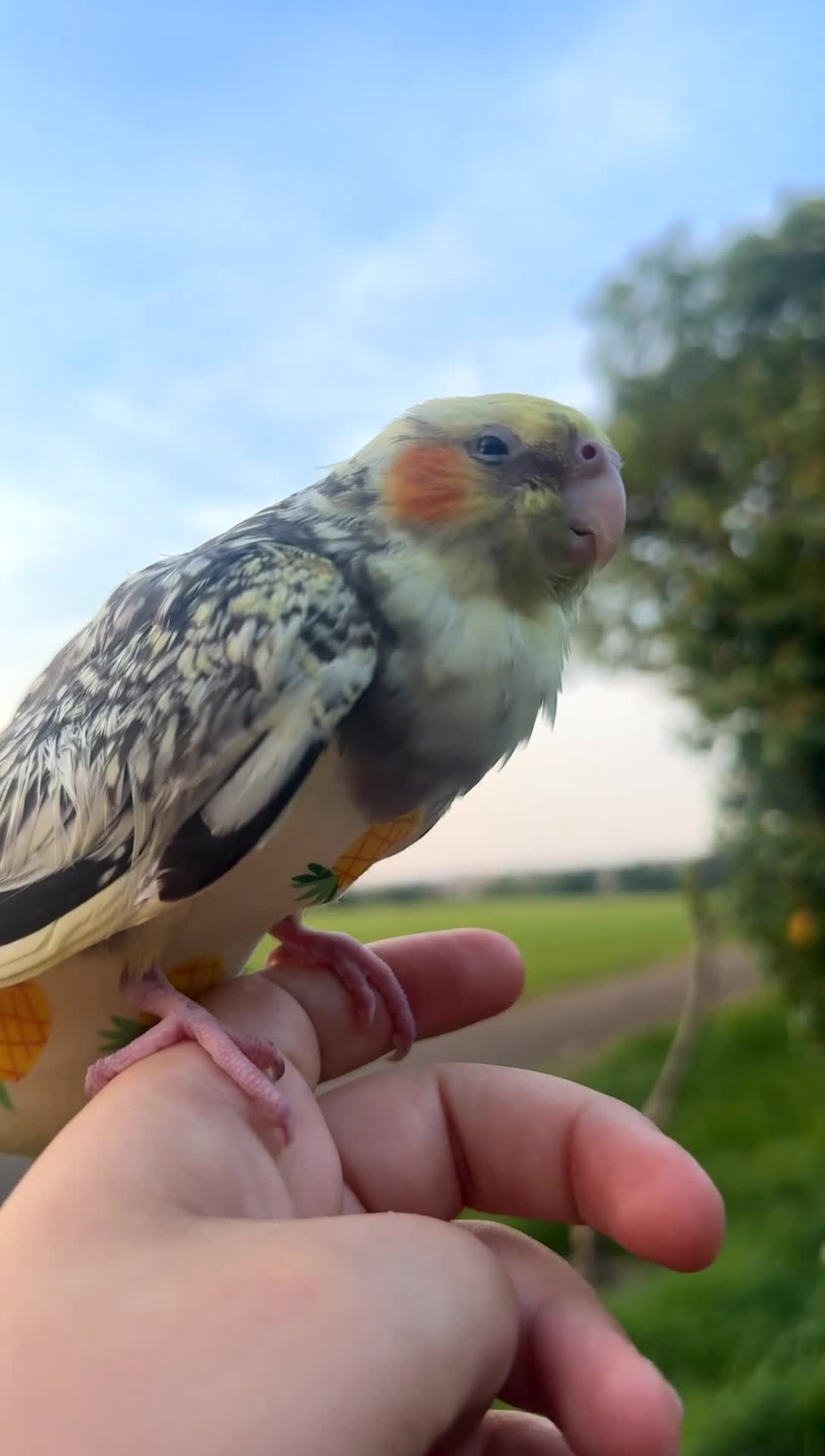 Cockatiels birds for sale: Hand-Tamed Cockatiel ❤️ - Video 3