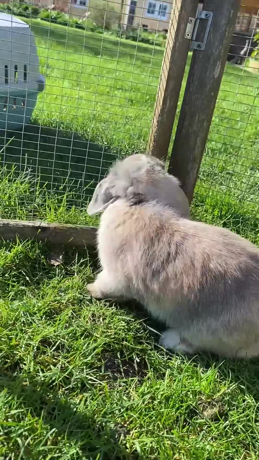 Mini Lop rabbits for sale: Pure breed friendly lilac mini lop - vaccinated - Video 1